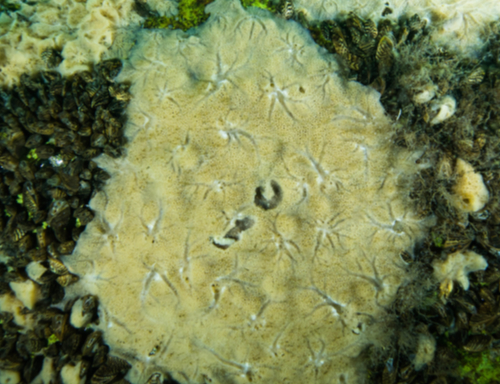 Freshwater sponges and mussels